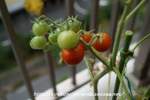 ミニトマトの水耕栽培 気楽にベランダガーデニング きっかけは思いつき
