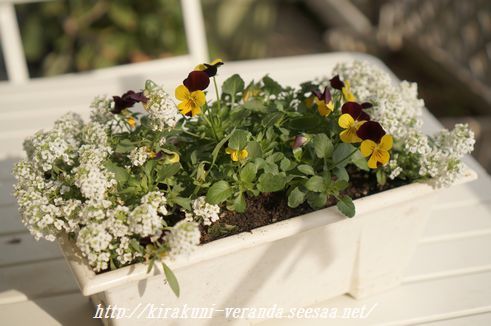 フィオリーナ ビオラ の植え付け 気楽にベランダガーデニング きっかけは思いつき