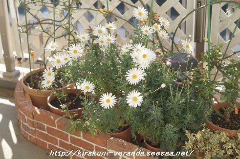 マーガレットの開花 気楽にベランダガーデニング きっかけは思いつき